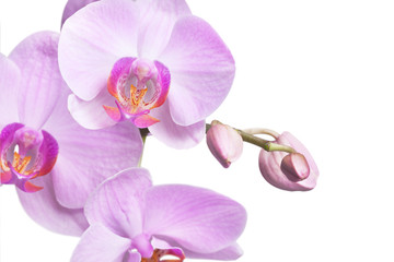 bouquet of magenta orchids