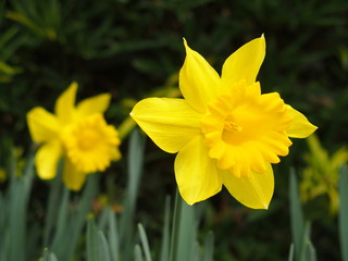 ラッパズイセン