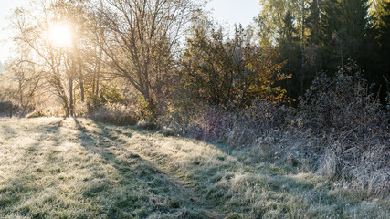 Light rays in forest in foggy morning