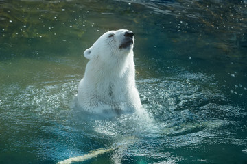 polar bear swimming