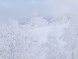 ニセコの樹氷