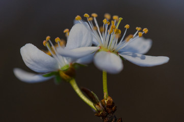 kwiaty śliwy © koper81ski