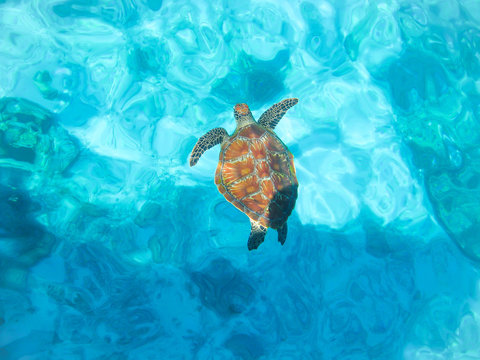 sea-turtle in blur background