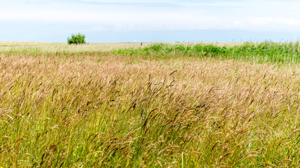 Green grass meadows and fields landscape in a sunny day