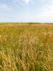 Green grass meadows and fields landscape in a sunny day