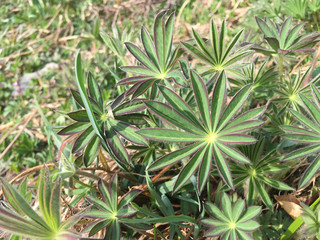 Blätter einer Lupine im Frühling