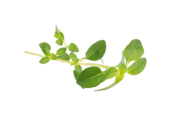 Obraz premium thyme plant on white background