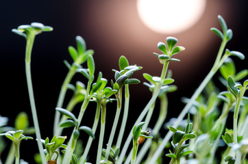 rzeżucha © koper81ski