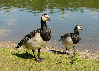 Barnacle Goose (Branta leucopsis)