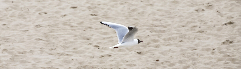 seagull flies at the coast