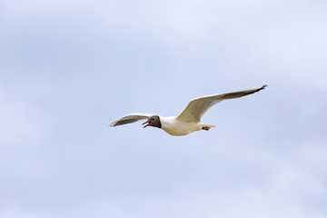 Fototapeta na wymiar seagull flies at the coast