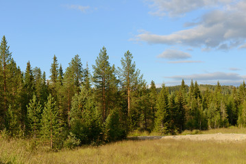 Fototapeta na wymiar Summer landscape. Hills and forests