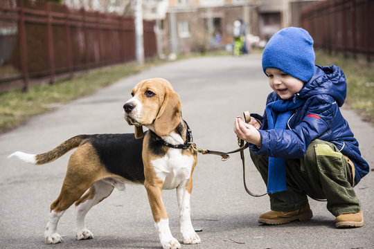 boy walking with a beagle on the street