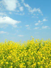 菜の花咲く風景