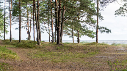 Obraz premium trees in beautiful forest in autumn