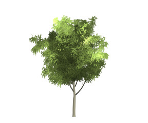tree trees isolated white green nature background art collection
