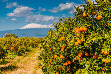 Orangenplantage am Fuße des schneebedeckten Ätna; Sizilien - obrazy, fototapety, plakaty