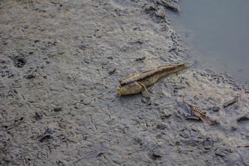 Mudskipper in a Mangrove Swamp on the outskirts
