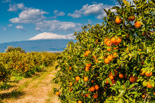 Orangenplantage am Fu&szlig;e des schneebedeckten &Auml;tna; Sizilien