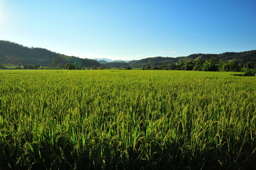 Rice Paddy Fields in Green Season