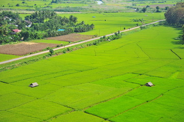 Rice Paddy Fields in Green Season