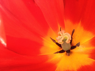 Fototapeta na wymiar Tulip flower