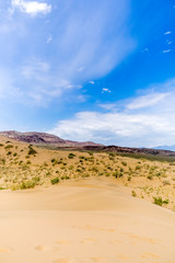 bushes in the sand desert wih mountains at background