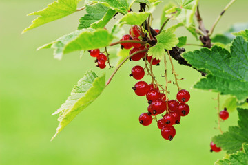 Ripe red currants