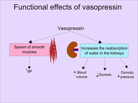 Functional effects of vasopressin (ADH)  