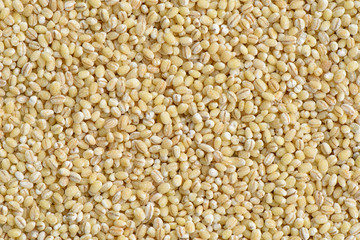 Barley seed background