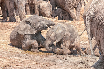 Obraz premium Elephant calves playing