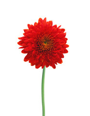 Dahlia Autumn flower isolated on white