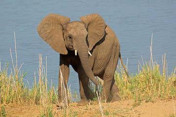Young African elephant (Loxodonta africana) in natural habitat, Kruger National Park, South Africa.