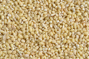Barley seed background