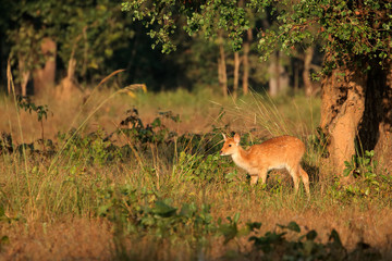 Young spotted deer or chital (Axis axis), Kanha National Park, India.
