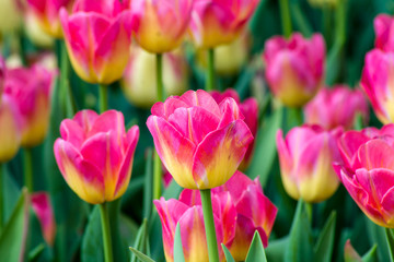 Obraz premium Tulip