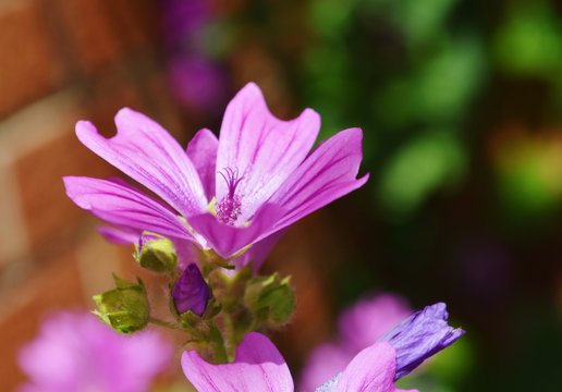 Close-up image of  a Mallow flower (Malva sylvestris).