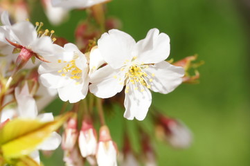 オオシマザクラ