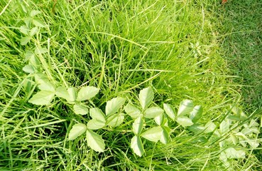 Nature art : Grass with creeping plant