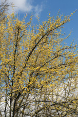 Cornel blossoming