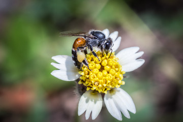 Honey Bee on Yellow Flower, Close Up Macro