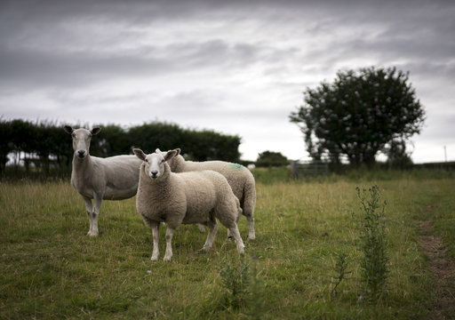 Welsh Sheep and Yearling Lambs