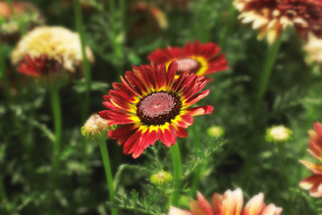 Beautiful Red Flowers Against Green Leafs Backgrond