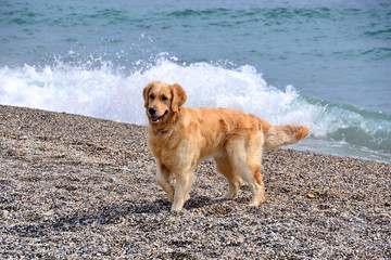 un cane gioca sulla spiaggia, sequenza fotografica