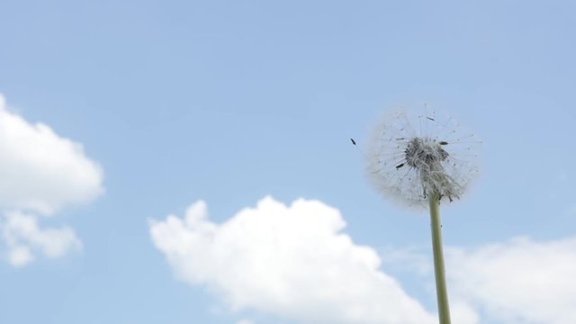 Dandelion seed blowing from flower head in front of blue sky slow motion 1080p FullHD video - Taraxacum blowball plant seed head blowing in slow-mo HD 1920X1080 footage 
