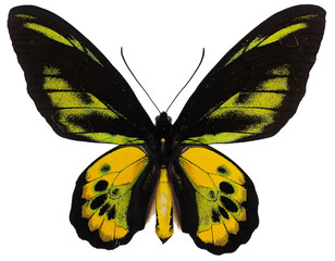 ロスチャイルドトリバネアゲハ♂（Ornithoptera rothschildi Kenrich）