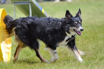 Mixed-Breed Dog at Agility Trial