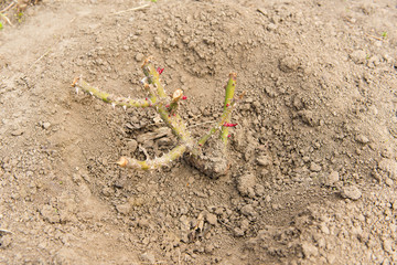 Gardener is cutting a currant with a pruner closeup. Clipped shrub rose with buds in the early spring, gardening