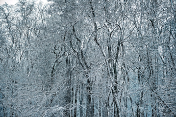 snow covered trees in winter park