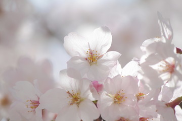 朝日に透ける桜の花